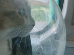 -创凡宠物医院·骨专科  猫科中心(西乡分院)