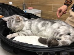 -爱侣宠医·鹦鹉专科·小型哺乳类·异宠专科(灵石路店)