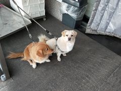 -北京稻香村(大都专卖店)
