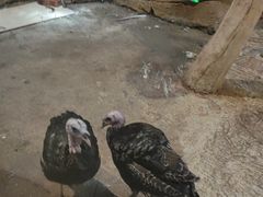 -洛阳龙门海洋馆