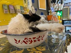 -平行世界·猫咖(首经贸店)