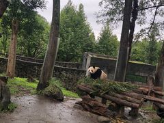 -都江堰中华大熊猫苑