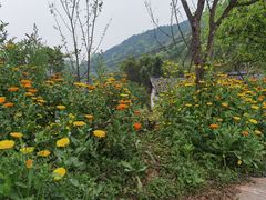 -胖大姐黄辣丁鱼庄(新津店)