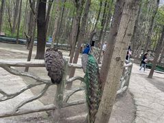 -昆山城市生态森林公园