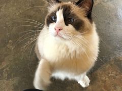 -喵屿·大理花园猫咖