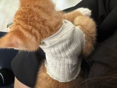 -瑞派康怡24h宠物医院·犬猫医疗中心·微创绝育(瑞景分院)