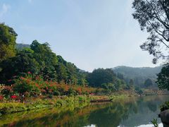 -深圳仙湖植物园-停车场