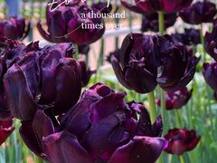 -郑州中国绿化博览园