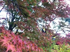 -常寂光寺