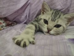 -猫抓烤肉(春熙路店)