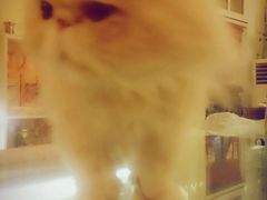 -猫色咖啡·猫咖