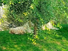 -北京野生动物园