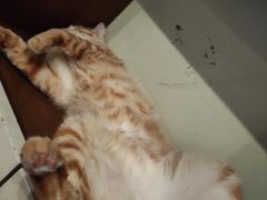 -乐琪宠物医院·犬猫专科·骨外科·急重症