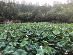 -龙头寺公园