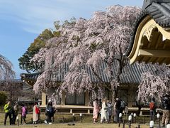 -醍醐寺