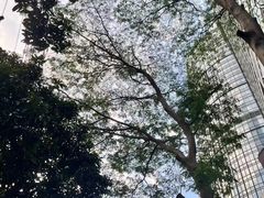 -红棉中餐厅·广州海航威斯汀酒店