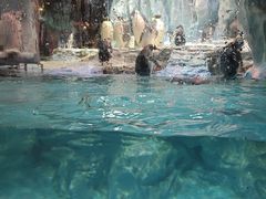 -帝企鹅自助餐厅•儿童岛•真企鹅(长隆企鹅酒店)