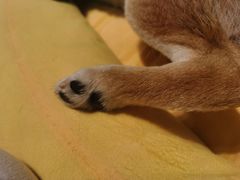 -逗柴咖啡屋·狗咖猫咖宠物桌游