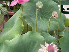 -莲花池公园