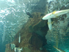 android_upload_pic-洛阳龙门海洋馆