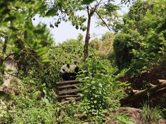 -成都大熊猫繁育研究基地