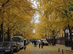 -三里屯东五街银杏大道