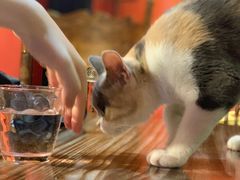 -猫色咖啡·猫咖