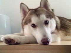 -Husky Go! 哈士奇体验馆·宠物咖啡厅狗咖