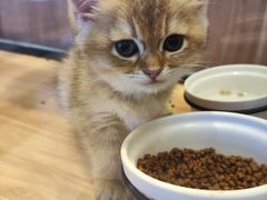 -袖虎·猫馆(体育西路店)