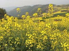 iphone_upload_pic-桑洲油菜花景区