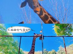 -红山森林动物园