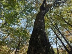 -五女峰国家森林公园