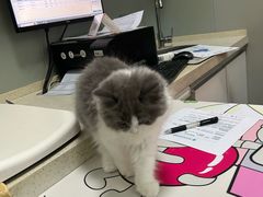 -伟伟宠物医院·瑞派猫友好医院·猫科(光谷店)