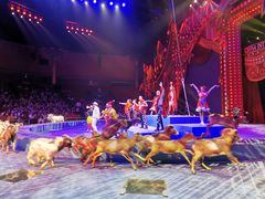 -珠海横琴长隆《卡卡虎奇遇记》