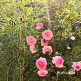 玫瑰小院可太适合约会了 一直对创意菜情有独钟