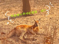 -北京野生动物园