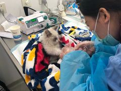 -北京恒爱动物医院(清景园分院)