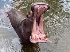 -海南热带野生动植物园
