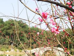 -铁山坪森林公园