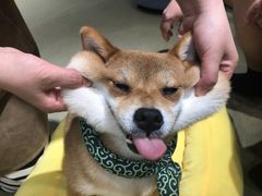 -逗柴咖啡屋·狗咖猫咖宠物桌游