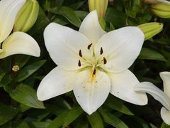 -白鹭湾湿地公园