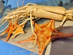 -千岛蚝高压锅生蚝·人参火锅(白云万达店)