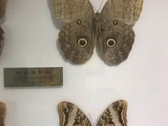 -上海昆虫博物馆