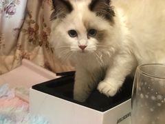 -lincat·猫舍(广州店)