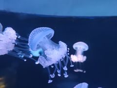 -欢乐海岸海洋奇梦馆