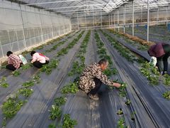 -前小桔亲子创意农场·草莓采摘·露营烧烤