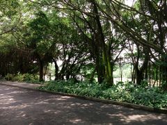 -大湾区中央湿地公园