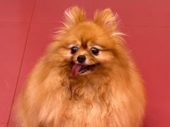 -和它·交个朋友·狗咖猫咖(爱琴海店)