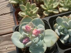 -龙大花卉苗木市场