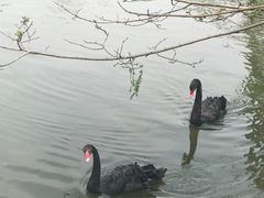 -溱湖国家湿地公园